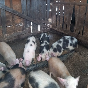 Vând Purcei frunosi și mâncăcios 