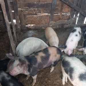 Vând Purcei frunosi și mâncăcios  - imagine 2