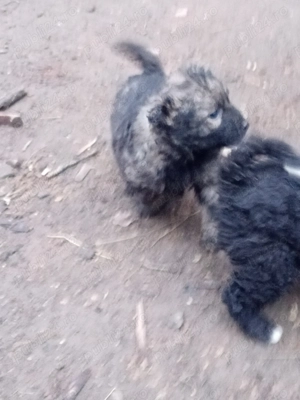 Vând căței de întors - imagine 3