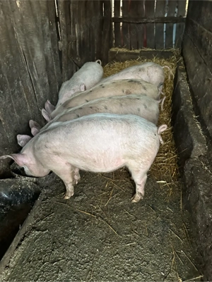 purcei de vanzare - imagine 2