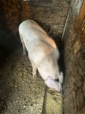 purcei de vanzare - imagine 3