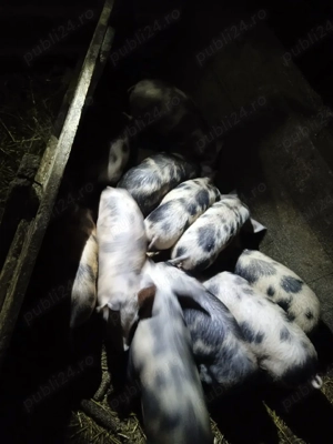 Vând purcei și grăsuni  - imagine 2