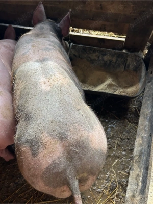 purcei pietrain de vanzare - imagine 2