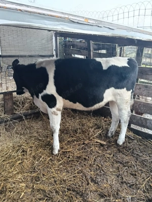 vand vitea  - imagine 2