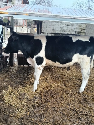 vand vitea  - imagine 4