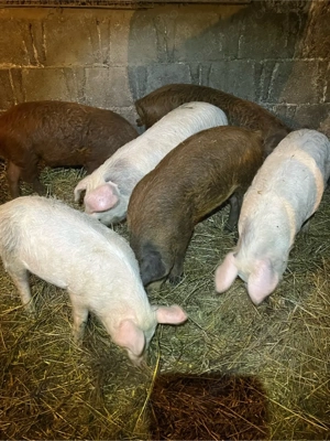 Soldani de vanzare!! - imagine 3