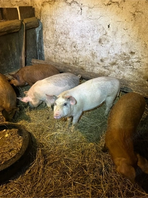 Soldani de vanzare!! - imagine 4