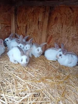 Vând pui fluture german tricolor  - imagine 2