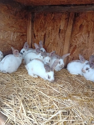 Vând pui fluture german tricolor  - imagine 3