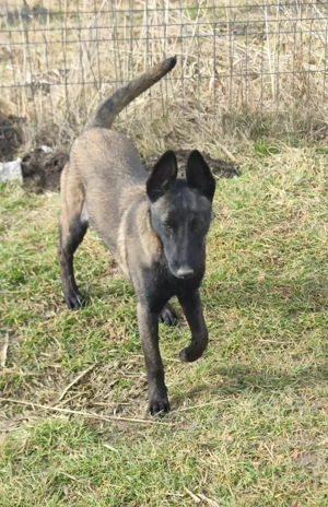 Ciobanesc belgian malinois 