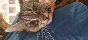 Bella , pui de pisica de 5 luni spre adoptie - imagine 5