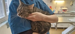 Bella , pui de pisica de 5 luni spre adoptie - imagine 4