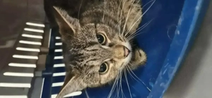 Bella , pui de pisica de 5 luni spre adoptie - imagine 2