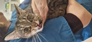 Bella , pui de pisica de 5 luni spre adoptie - imagine 3