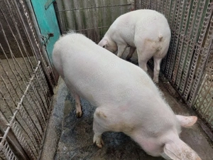 Vând porci rasă de carne 