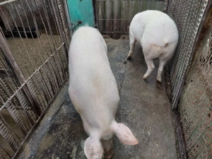 Vând porci rasă de carne  - imagine 4