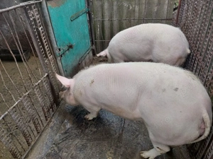 Vând porci rasă de carne  - imagine 2