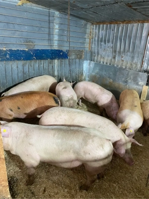 de vanzare porci  CALITATE & Seriozitate  - imagine 3