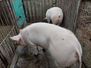Vând porci rasă de carne  - imagine 3