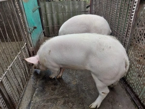 Vând porci rasă de carne  - imagine 5