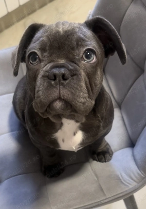 Buldog francez de culoare  blue ,4 luni, 2200 lei  - imagine 4