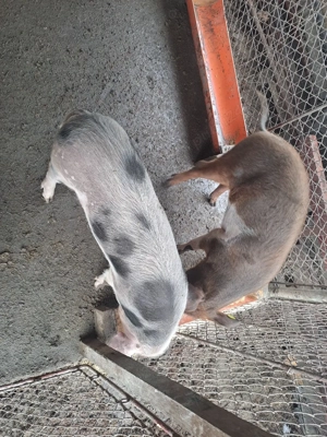 disponibile 2 purcele de 40-50 kg - imagine 4