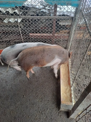 disponibile 2 purcele de 40-50 kg - imagine 3