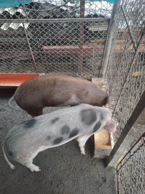 disponibile 2 purcele de 40-50 kg - imagine 2