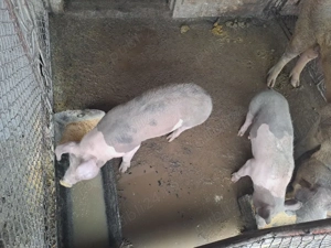 Purcei de 13 Săptămâni  - imagine 3