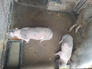 Purcei de 13 Săptămâni 