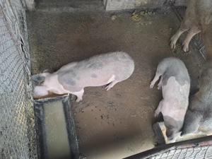 Purcei de 13 Săptămâni  - imagine 2