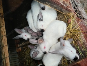 Vând iepuri californieni - imagine 2