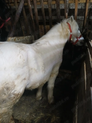 Ponei de vanzare  - imagine 3