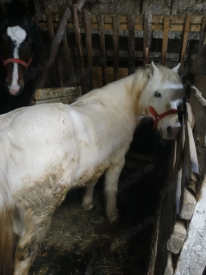 Ponei de vanzare  - imagine 2