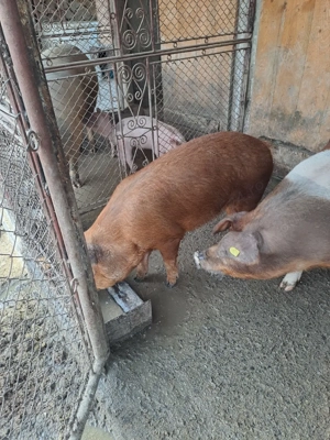 Scrofite Durok 5 luni - imagine 4