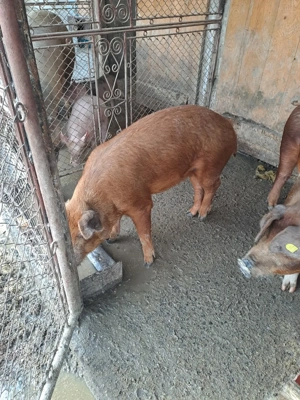 Scrofite Durok 5 luni - imagine 5