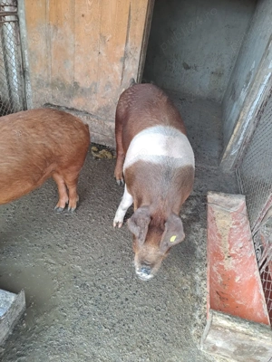 Scrofite Durok 5 luni - imagine 3