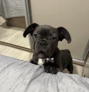 Buldog francez de culoare  blue ,4 luni, 2200 lei  - imagine 3