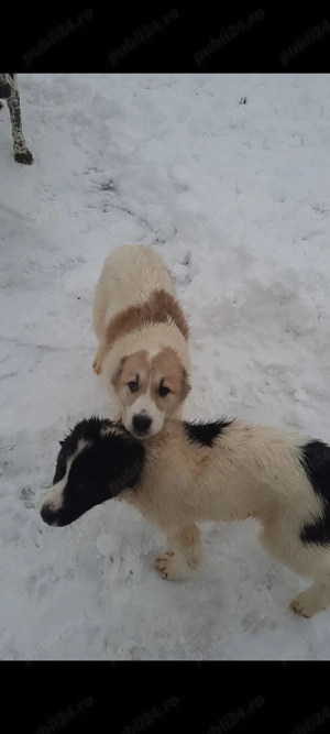 Femela Asia Centrală 300 lei - imagine 3