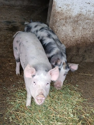 De vanzare grasuni - imagine 4