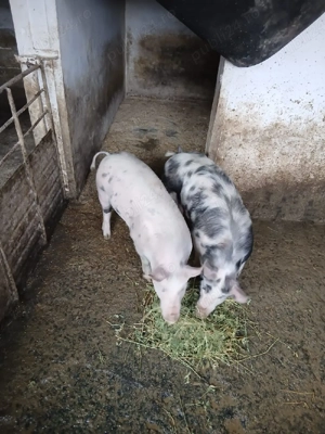 De vanzare grasuni - imagine 5