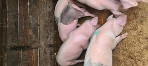 Lsndrace Marele Alb  - imagine 4