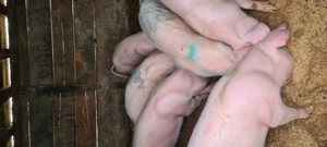 Lsndrace Marele Alb  - imagine 3