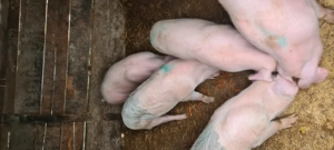 Lsndrace Marele Alb  - imagine 2