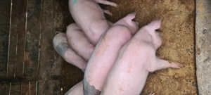 Lsndrace Marele Alb  - imagine 5