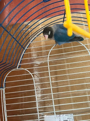 Papagal amorez - imagine 2