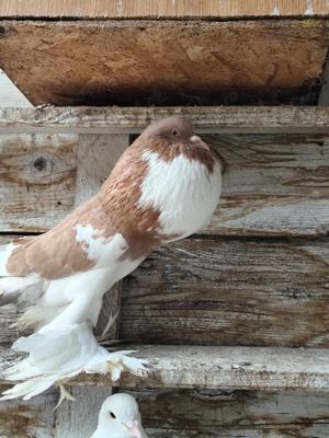 porumbei gușați de pomerania  - imagine 3