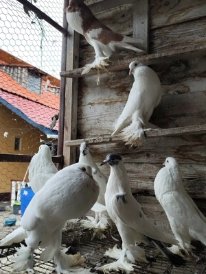 porumbei gușați de pomerania  - imagine 2