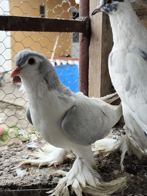 porumbei lahore - imagine 4