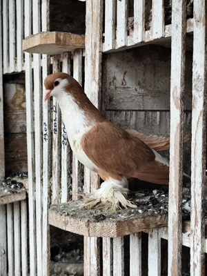 porumbei lahore - imagine 5